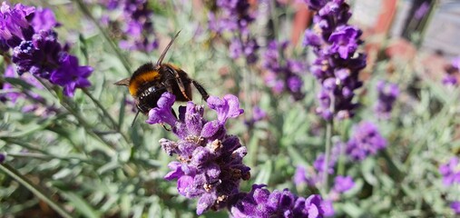 The bumblebee on  the lavender flower.