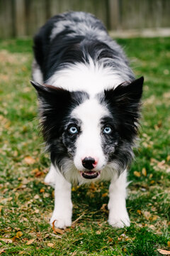 A black and white border collie sitting outside.