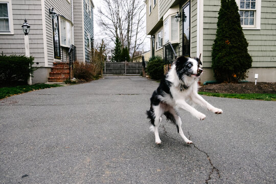 A black and white border collie playing fetch outside.