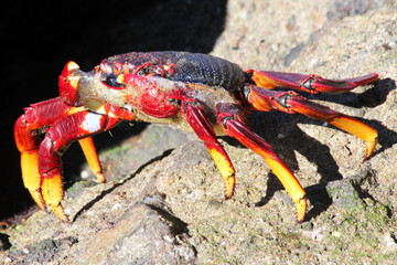 rote_Klippenkrabbe