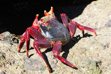 rote_Klippenkrabbe