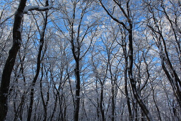 제주도 한라산 겨울 산, 눈 덮힌 산, 나무