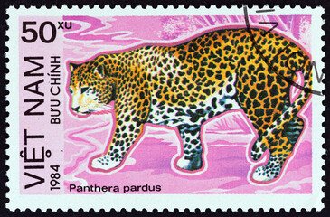 Leopard, Panthera pardus (Vietnam 1984)