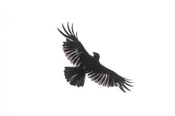 Isolated carrion crow in flight with fully open wings