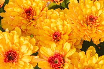 Chrysanthemum Mary Bronze Bicolor Sunbeam Dark Bicolor Merry Bronze Bicolor (Sunbeam Bronze Bicolor). Backgrounds, textures, greeting cards, macro.