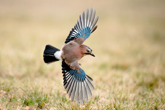 Isolated Eurasian jay in flight with fully open wings