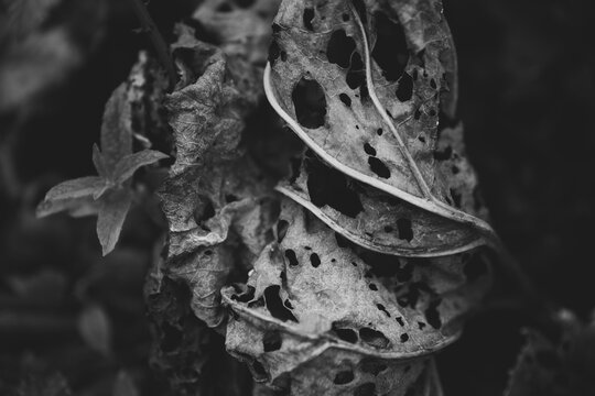 Fading leafes