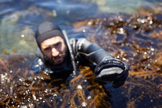 Diver holding sea snail