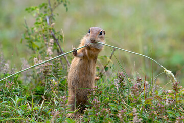 Funny European ground squirrel (Spermophilus citellus) eating in the grass