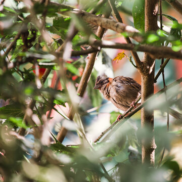Sparrow sitting on a branch