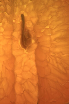 Closeup macrophotograph of a tangerine slice