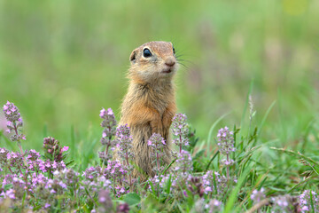Naklejka na ściany i meble Cute European Ground Squirrel standing on two legs in beautiful violet thyme flowers