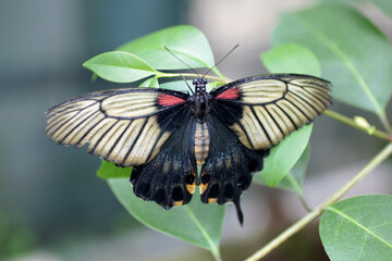 papillon posé