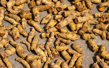 Organic Turmeric Roots in Sun for Seasoning with Selective Focus
