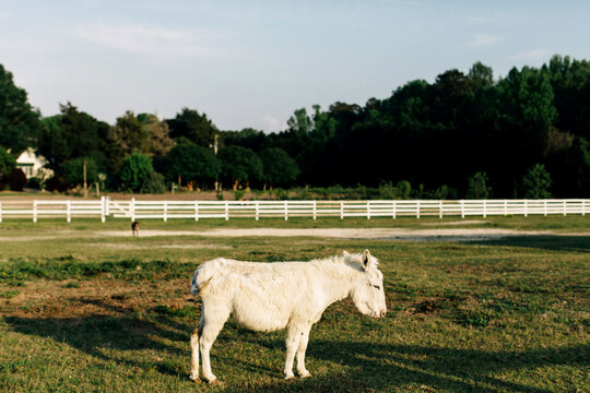 Donkey