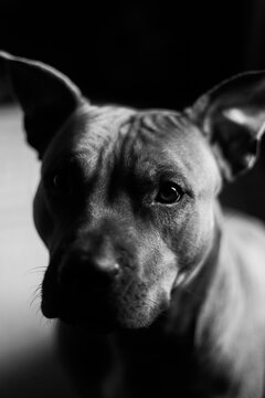 Black and white portraits of a female pitbull