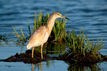 Squacco Heron bird (Ardeola ralloides) standing in blue lake 