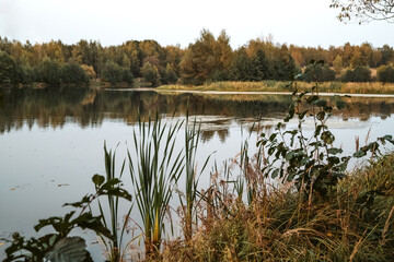 Autumn landscape at  quiet lake with cattails by the shoreline and a hillside forest with yellow colored trees
