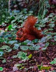 Eurasisches Eichhörnchen © blende11.photo