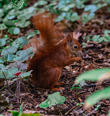 Eurasisches Eichhörnchen