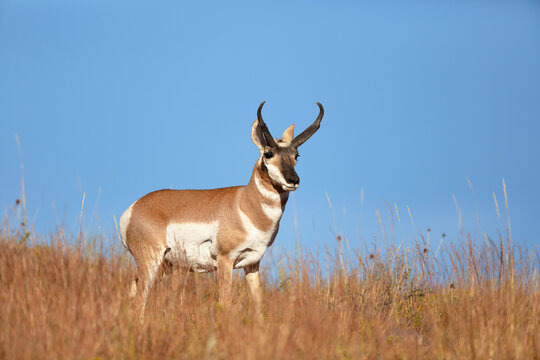 Pronghorn Antelope