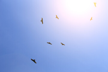 Eagles fly in the blue sky against the background of the sun