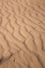 The largest desert in Europe, Ukraine - Oleshky Sands (Oleshkivsʹki pisky). Animal footprints in the yellow sand, background