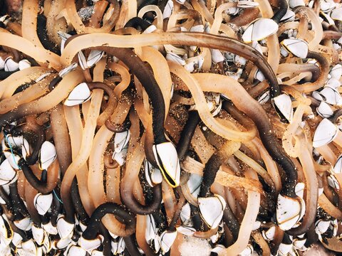 Gooseneck barnacles
