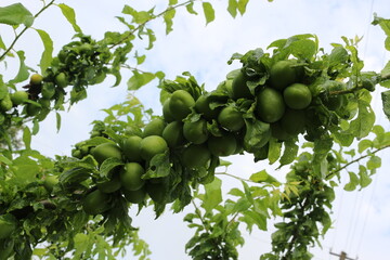 
Green plums ripen on the tree in the garden. The harvest will be very good