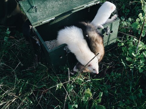 Ferrets in a box, ready to be used for ferreting