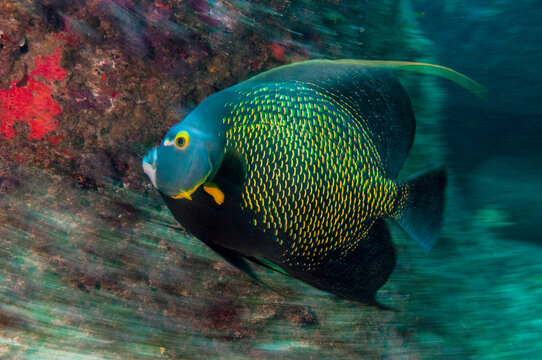 French Angelfish Moving Fast
