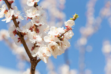 Beautiful floral spring nature background
