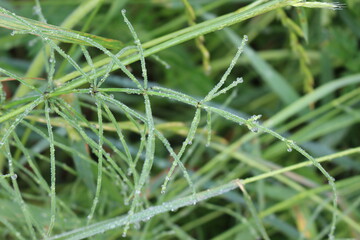 
Water droplets left on the blades of grass after a summer rain