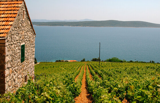Vineyard on Hvar Island, Croatia