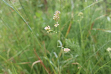 
Water droplets left on the blades of grass after a summer rain