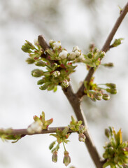 Beautiful floral spring nature background