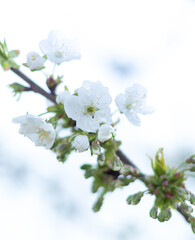Beautiful floral spring nature background