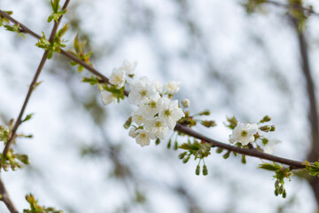 Beautiful floral spring nature background