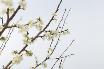 Beautiful floral spring nature background