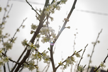 Beautiful floral spring nature background
