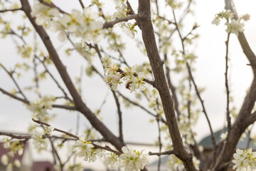 Beautiful floral spring nature background