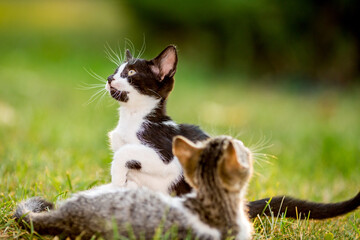 Black and white kitten looking up, domestic animals, pet photography of cat playing outside, shallow selective focus, blurred green grass background