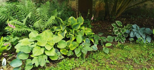 hosta and fern mixed in a shady woodland against walled garden