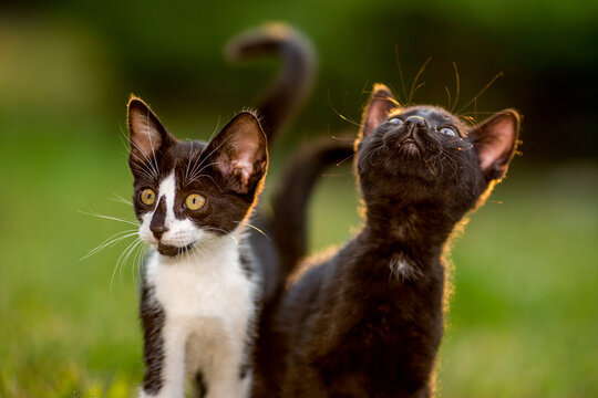 Close-up portrait of two kittens in the yard, domestic animals, pet photography of cat playing outside, shallow selective focus, blurred green grass background