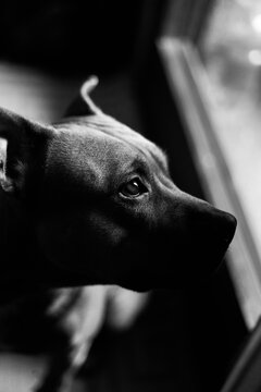Black and white portraits of a female pitbull