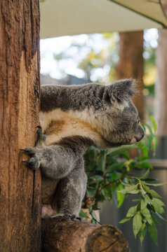 Sick koala being cared for
