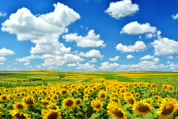 Sunflower Camp - Transylvania, Romania