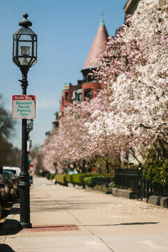 Magnolia Trees in Bloom in Boston