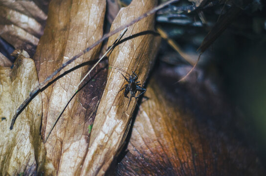 Small cricket on tree at night