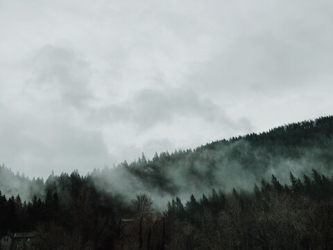 Fog settling on a forest on a mountain